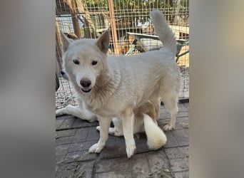 ♥NAJO♥ bezaubernder, wunderschöner, anhänglicher Husky-Rüde - ein wahrer Sonnenschein 54 cm