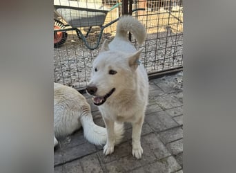 ♥NAJO♥ bezaubernder, wunderschöner, anhänglicher Husky-Rüde - ein wahrer Sonnenschein 54 cm ♥NAJO♥ bezaubernder, wunderschöner, anhänglicher Husky-Rüde - ein wahrer Sonnenschein 54 cm