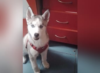 BELLA - aktives Mädchen sucht ihre Menschen