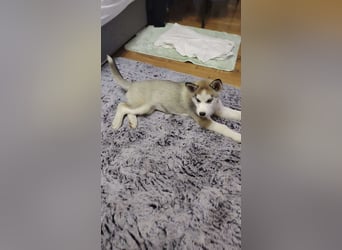 BELLA - aktives Mädchen sucht ihre Menschen