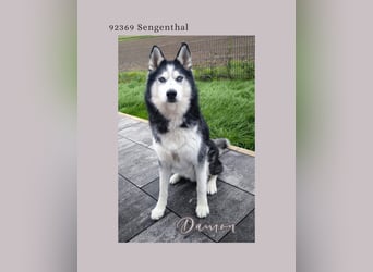 Damon sucht sein Für-immer-Zuhause