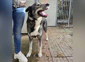 Chico: toller Begleiter und Beifahrer