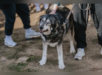 Schattenwolf Sonny