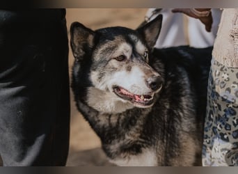 Schattenwolf Sonny