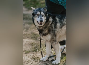 Schattenwolf Sonny