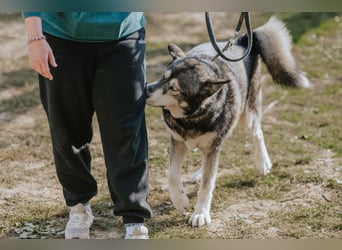 Schattenwolf Sonny