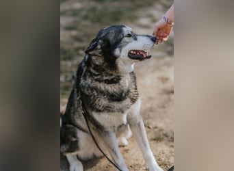 Schattenwolf Sonny