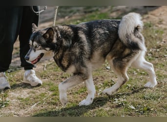 Schattenwolf Sonny
