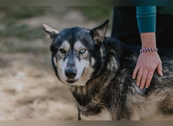 Schattenwolf Sonny