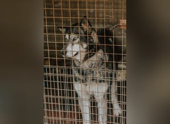 Schattenwolf Sonny