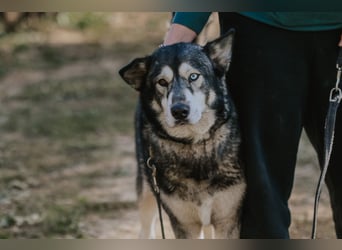 Schattenwolf Sonny