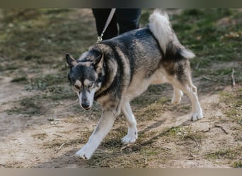 Schattenwolf Sonny