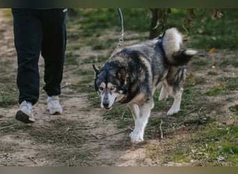 Schattenwolf Sonny