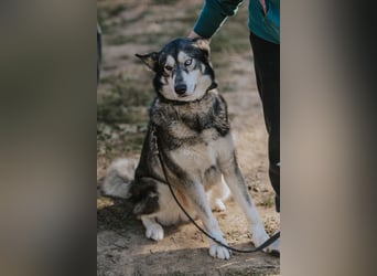 Schattenwolf Sonny