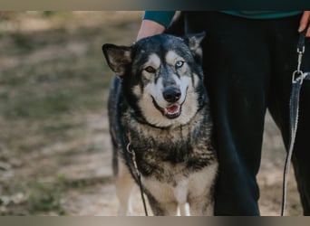 Schattenwolf Sonny