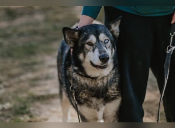 Schattenwolf Sonny