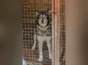 Schattenwolf Sonny