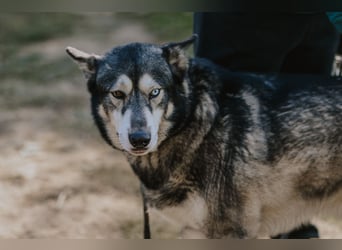 Schattenwolf Sonny