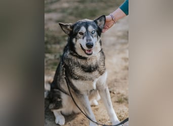 Schattenwolf Sonny