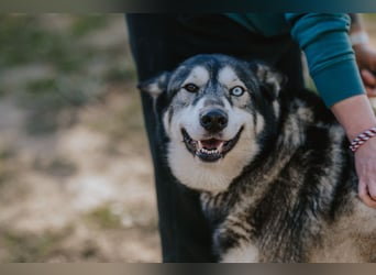 Schattenwolf Sonny