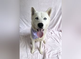BELMONDO - Husky-Mischling mit Energie und Herz
