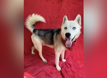 BELMONDO - Husky-Mischling mit Energie und Herz
