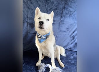 BELMONDO - Husky-Mischling mit Energie und Herz
