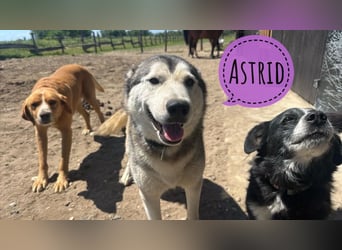 Astrid die Allerliebste