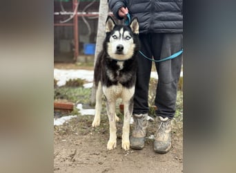 Zorro Husky Fans aufgepasst !!!