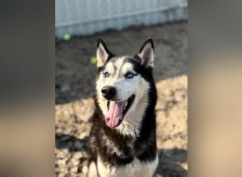 Zorro – bereit für ein neues Kapitel