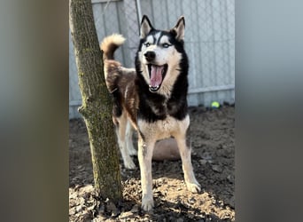 Zorro Husky Fans aufgepasst !!!