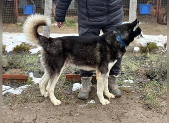 Zorro – bereit für ein neues Kapitel