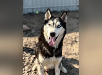 Zorro – bereit für ein neues Kapitel