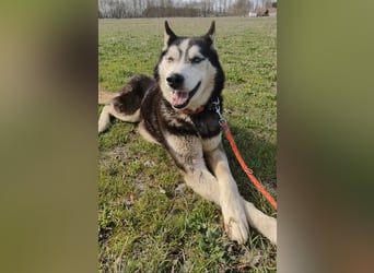 Zorro Husky Fans aufgepasst !!!