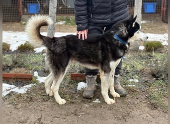 Zorro möchte durchstarten