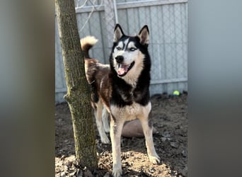 Zorro Husky Fans aufgepasst !!!