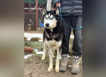 Zorro – bereit für ein neues Kapitel