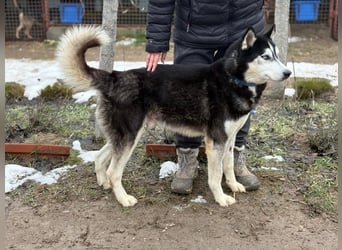 Zorro – bereit für ein neues Kapitel