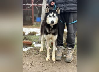 Zorro – bereit für ein neues Kapitel