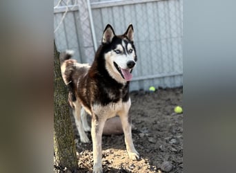 Zorro – bereit für ein neues Kapitel