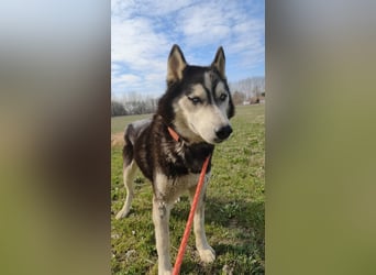 Zorro Husky Fans aufgepasst !!!