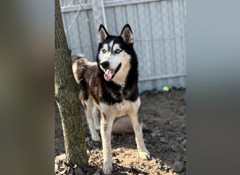 Zorro – bereit für ein neues Kapitel