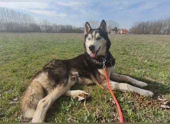 Zorro Husky Fans aufgepasst !!!