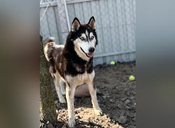 Zorro – bereit für ein neues Kapitel