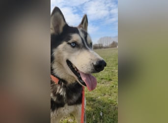 Zorro möchte endlich dazugehören