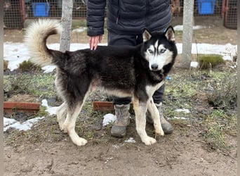 Zorro – bereit für ein neues Kapitel