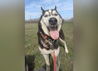 Zorro Husky Fans aufgepasst !!!