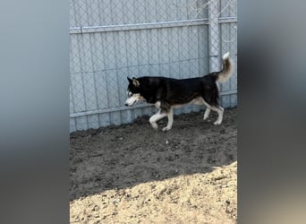 Zorro – bereit für ein neues Kapitel