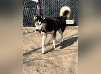 Zorro – bereit für ein neues Kapitel