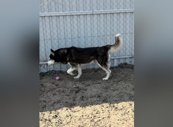 Zorro – bereit für ein neues Kapitel